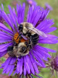 Attēlu rezultāti vaicājumam “Symphyotrichum novae-angliae flower”