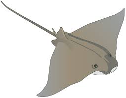 Image result for Rhinoptera bonasus