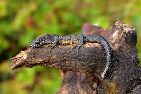 Attēlu rezultāti vaicājumam “Triturus cristatus”