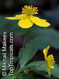 Attēlu rezultāti vaicājumam “Anemone ranunculoides bud”