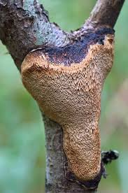 Attēlu rezultāti vaicājumam “Dichomitus campestris”