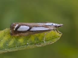 Attēlu rezultāti vaicājumam “Catoptria fulgidella”