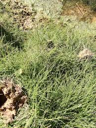 Attēlu rezultāti vaicājumam “Stuckenia pectinata”