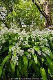 Attēlu rezultāti vaicājumam “Allium ursinum flower”