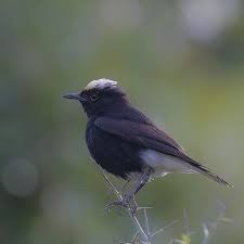 Image result for Oenanthe leucopyga