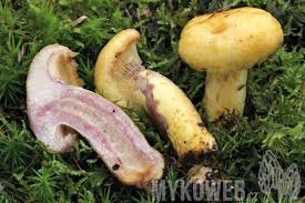 Attēlu rezultāti vaicājumam “Lactarius repraesentaneus”