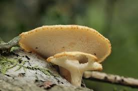 Attēlu rezultāti vaicājumam “Polyporus tuberaster”
