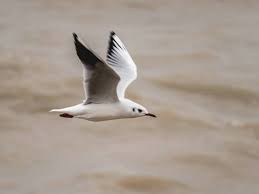 Attēlu rezultāti vaicājumam “Larus ridibundus adult”
