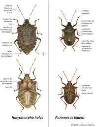 Attēlu rezultāti vaicājumam “Picromerus bidens”