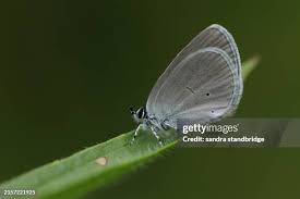Attēlu rezultāti vaicājumam “Cupido minimus”