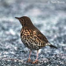 Attēlu rezultāti vaicājumam “Turdus philomelos”