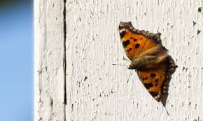 Attēlu rezultāti vaicājumam “Nymphalis xanthomelas upperside”