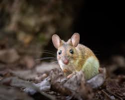 Attēlu rezultāti vaicājumam “Apodemus flavicollis”