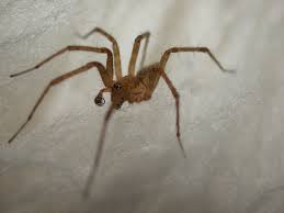 Attēlu rezultāti vaicājumam “Arachnida”