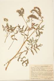 Attēlu rezultāti vaicājumam “Hydrophyllaceae”