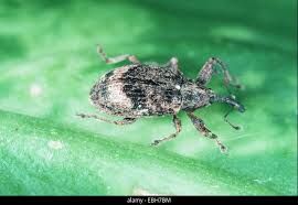 Attēlu rezultāti vaicājumam “Anthonomus pomorum”