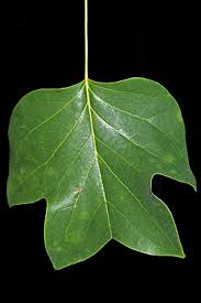 Attēlu rezultāti vaicājumam “Liriodendron tulipifera leaf”