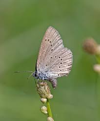 Attēlu rezultāti vaicājumam “Maculinea teleius”