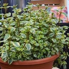 Image result for Alonsoa liniflora