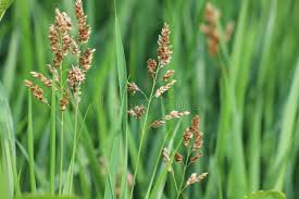 Attēlu rezultāti vaicājumam “Hierochloe odorata flower”