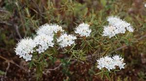 Attēlu rezultāti vaicājumam “Ledum palustre flower”
