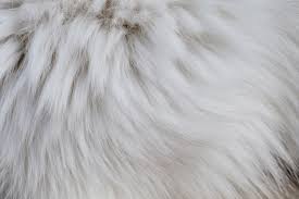 Image result for white rabbit skin texture