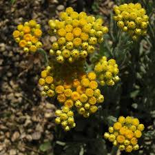 Attēlu rezultāti vaicājumam “Helichrysum arenarium leaf”