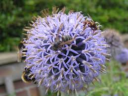 Attēlu rezultāti vaicājumam “Dolichovespula media”