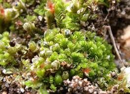 Attēlu rezultāti vaicājumam “Anastrophyllum minutum”