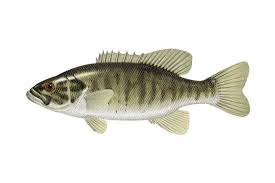 Image result for Micropterus