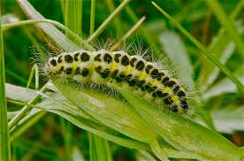 Attēlu rezultāti vaicājumam “Zygaena lonicerae larva”