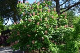 Attēlu rezultāti vaicājumam “Aesculus x hybrida fruit”