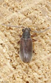 Attēlu rezultāti vaicājumam “Anobiidae”