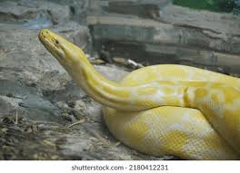 Attēlu rezultāti vaicājumam “Serpentes”