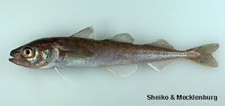 Image result for Arctogadus glacialis