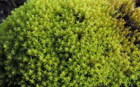 Attēlu rezultāti vaicājumam “Dichodontium pellucidum”