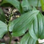 Attēlu rezultāti vaicājumam “Maianthemum bifolium fruit”