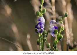 Attēlu rezultāti vaicājumam “Aconitum napellus bud”