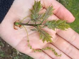 Attēlu rezultāti vaicājumam “Quercus rubra flower”