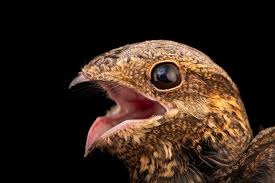 Attēlu rezultāti vaicājumam “Caprimulgus europaeus”