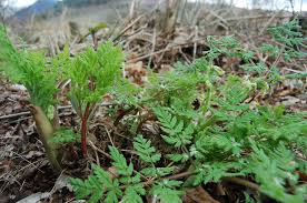 Attēlu rezultāti vaicājumam “Umbelliferae”