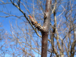 Attēlu rezultāti vaicājumam “Sorbus aucuparia bud”