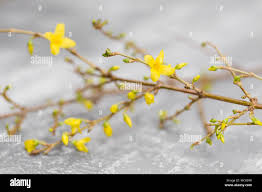 Attēlu rezultāti vaicājumam “Forsythia suspensa flower”