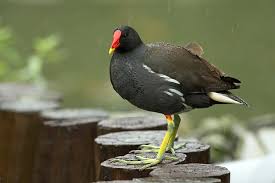 Image result for Gallinula chloropus