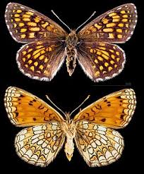 Attēlu rezultāti vaicājumam “Mellicta athalia larva”