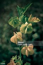 Attēlu rezultāti vaicājumam “Nicandra physalodes fruit”