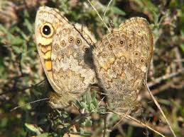 Attēlu rezultāti vaicājumam “Lasiommata megera underside”