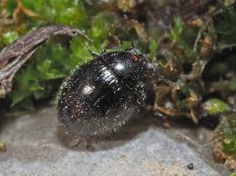 Attēlu rezultāti vaicājumam “Byrrhidae”