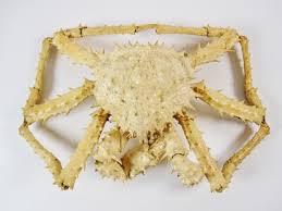 Image result for Lithodes maja