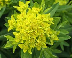 Attēlu rezultāti vaicājumam “Euphorbia palustris”